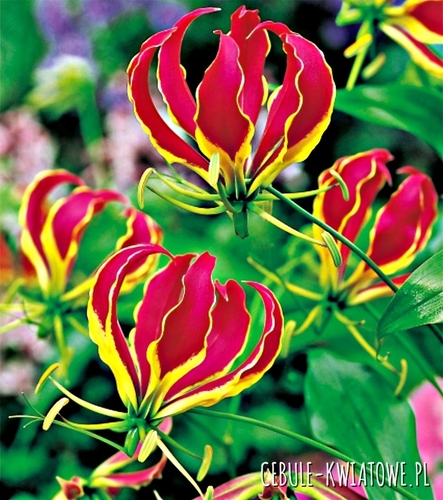 Gloriosa 1 szt.