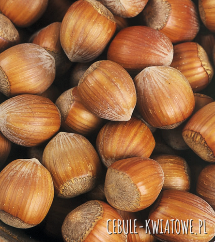 Orzech Laskowy - Leszczyna 1 szt.