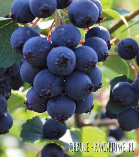 Świdośliwa Olcholistna Smoky 1 szt.