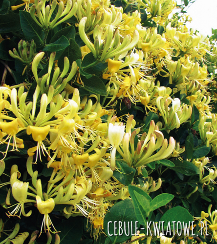 Wiciokrzew Pomorski Graham Thomas 1 szt.