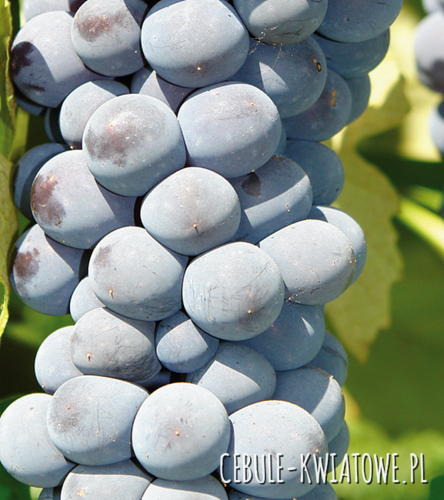 Winorośl Ciemna Cascade - doniczka 1 szt.