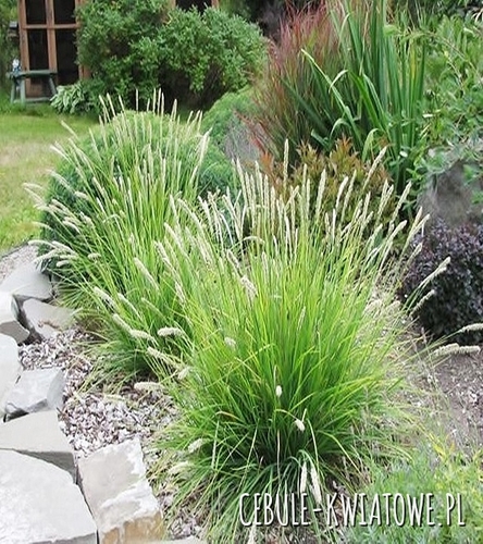 Śmiałek Darniowy Goldtau 1 szt.