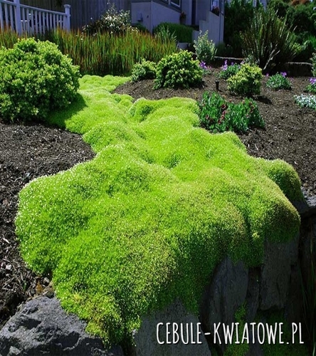 Karmnik Green Moss 1 szt.