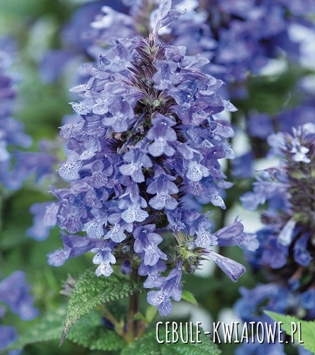 Kocimiętka - odstrasza komary - Doniczka 1 szt.