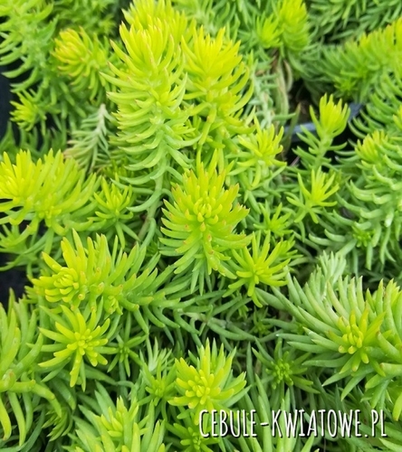 Rozchodnik Gold 1 szt.