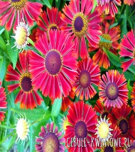 Dzielżan Siesta Doniczka 1 szt.