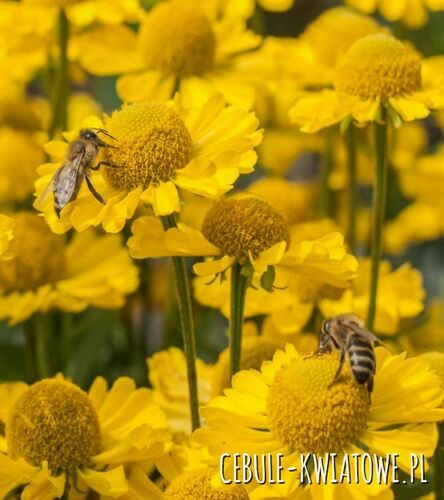 Dzielżan Sombrero Doniczka 1 szt.