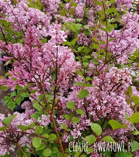 Bez Lilak Palibin - Intensywny zapach Doniczka 1 szt.