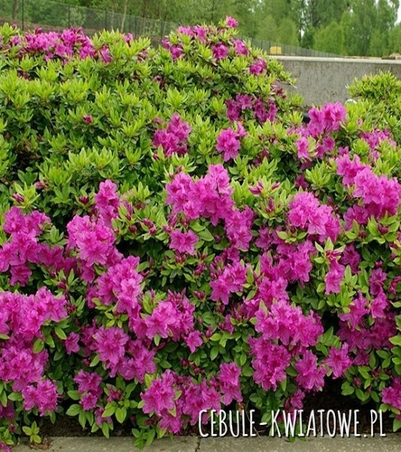 Azalia Japońska Konigstein 1 szt.