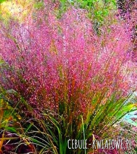 Miłka Okazała - Doniczka 1 szt.