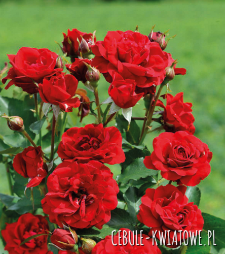 Róża Rabatowa Czerwona Nina - doniczka 1 szt.