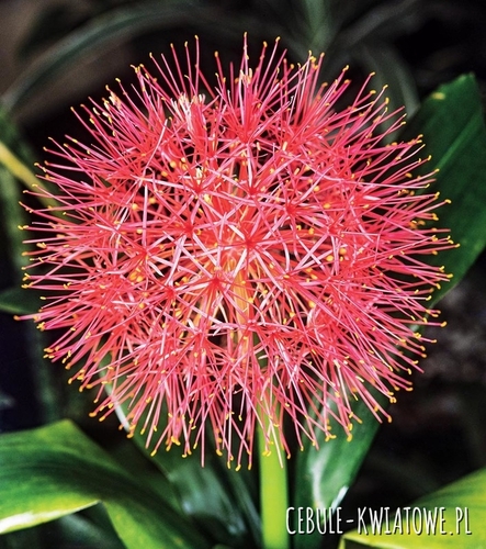 Scadoxus Multiflorus Krasnokwiat 1 szt.