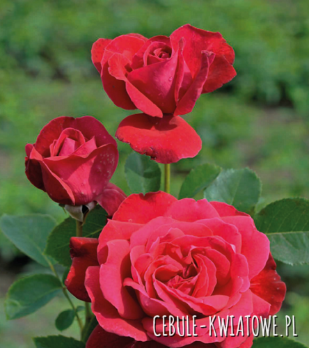 Róża Wielkokwiatowa Czerwona Dame de Coeur - doniczka 1 szt