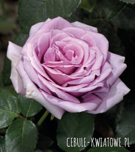 Róża Wielkokwiatowa Niebiesko-fioletowa Blue Moon - doniczka 1 szt.