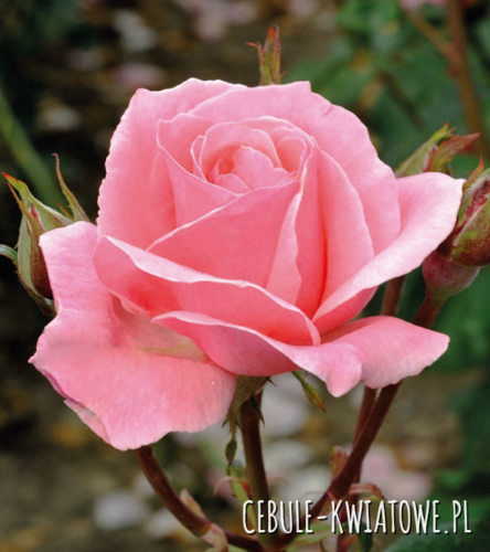 Róża Wielkokwiatowa Różowa Queen Elizabeth - doniczka 1 szt.