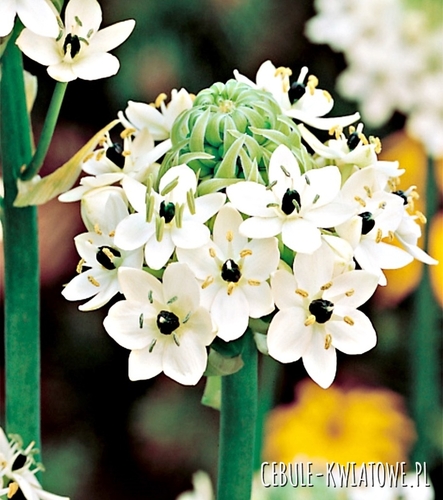 Ornithogalum Saundersiae Śniadek Saundersa 1 szt.