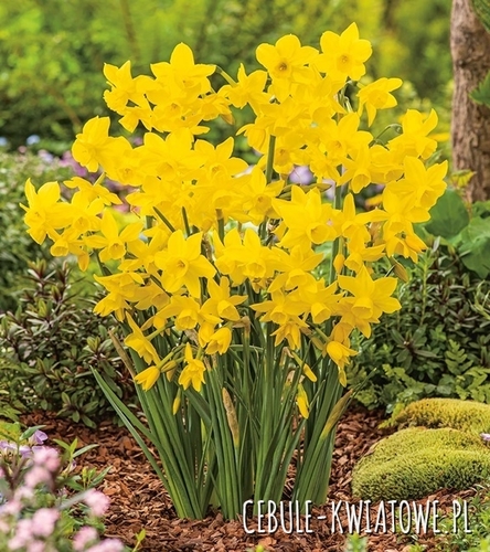 Narcyz Niski Golden Bouquet 5 szt.