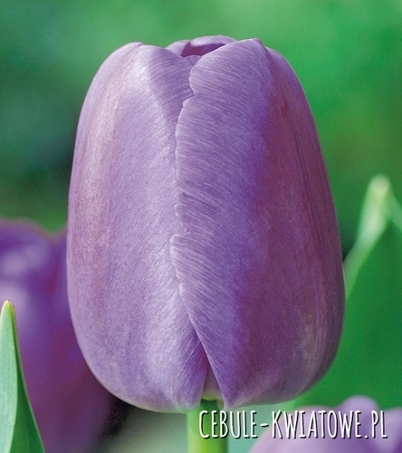 Tulipan Darwina Purple Pride 5 szt.