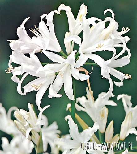 Nerine Nerina Alba 1 szt.