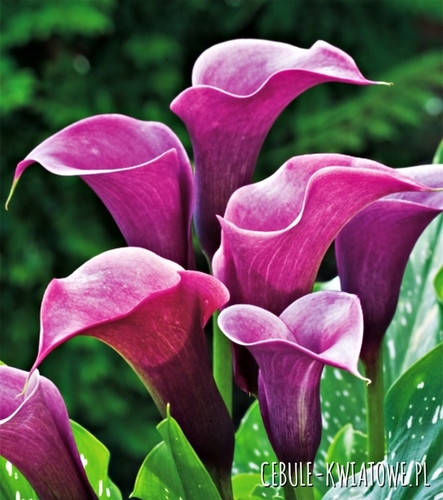 Zantedeschia Kalla Purple Sensation 1 szt.
