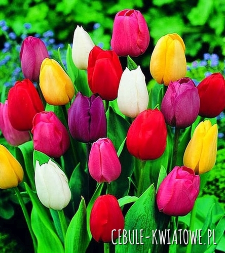 Tulipan Mix 10/11 50 szt.