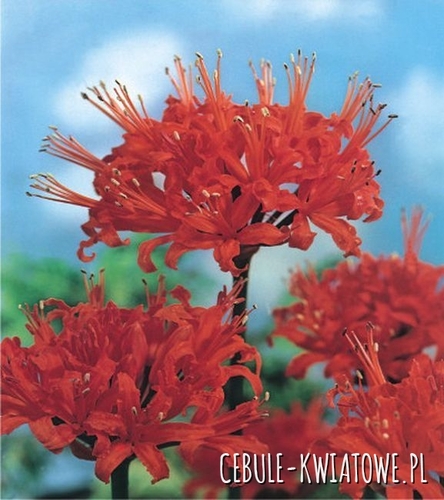 Nerine Kodora 1 szt.