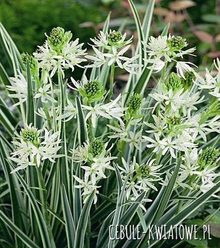 Camassia - Kamasja Sacajawea 1 szt.