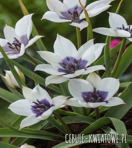 Tulipan Botaniczny Alba Coerulea Ocul 5 szt.