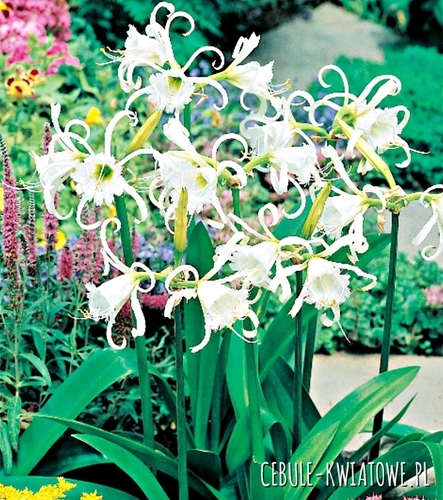 Ismena Festalis Ismena Błonczatka 1 szt.