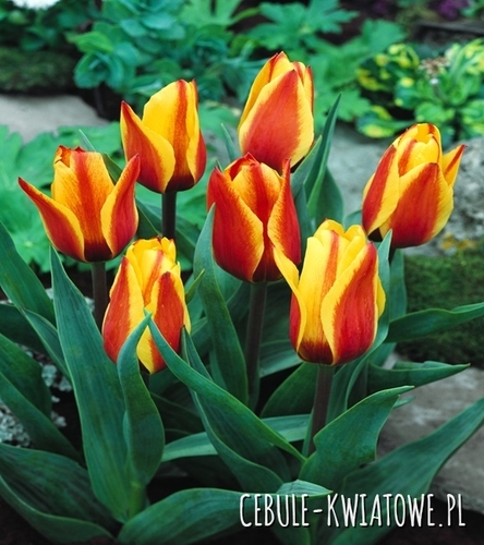 Tulipan Niski Greiga Cape Cod 5 szt.