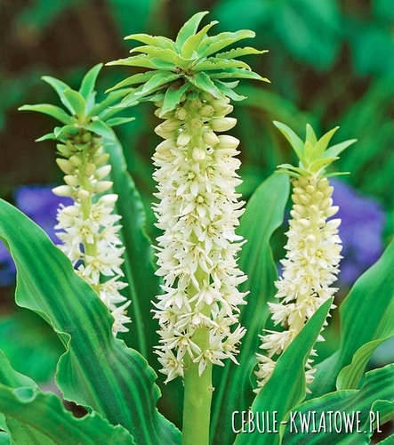 Eucomis Autumnalis 1 szt.