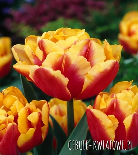 Tulipan Pełny Double Focus 5 szt.