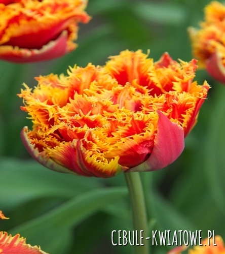 Tulipan Pełny Gold Dust 5 szt.