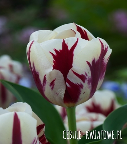 Tulipan Triumph Grand Perfection 5 szt.