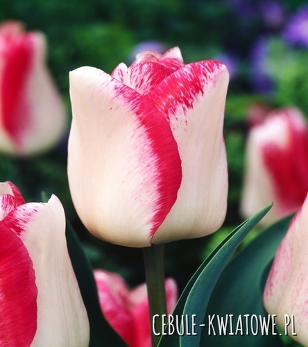 Tulipan Triumph Mata Hari 5 szt.