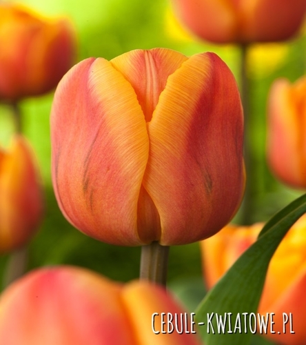 Tulipan Darwina Orange Lion 5 szt.
