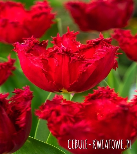Tulipan Strzępiasty Pacific Pearl 5 szt.