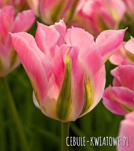 Tulipan Viridiflora Virichic 5 szt.