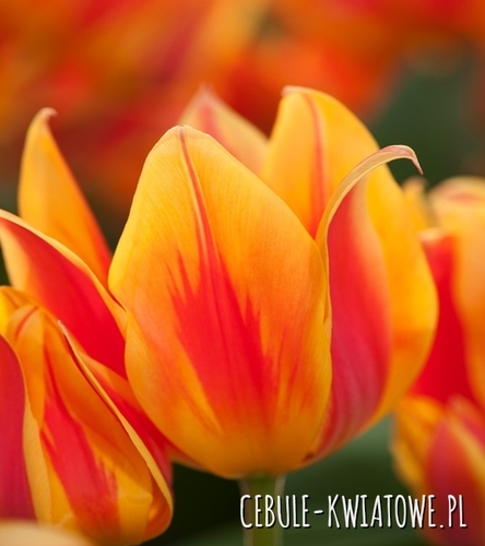 Tulipan Niski Greiga Winnipeg 5 szt.