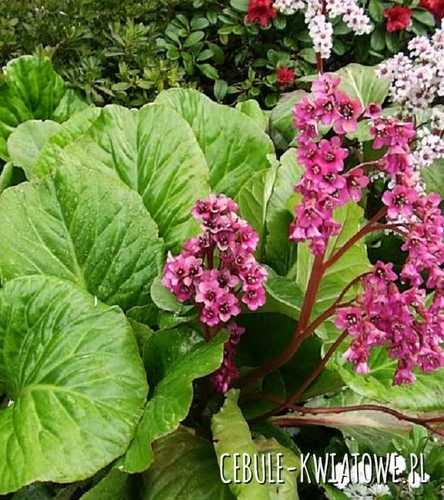 Bergenia Cordifolia - Sercolistna Doniczka 1 szt.