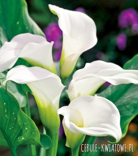 Zantedeschia Kalla Biała 1 szt.