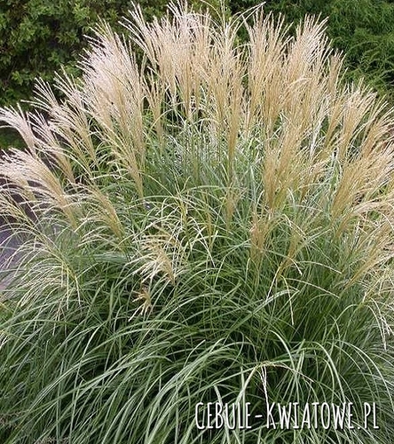 Miscanthus Sinensis - Miskant Chiński Adagio 1 szt.