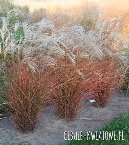 Miskant Chiński Graziella 1 szt.