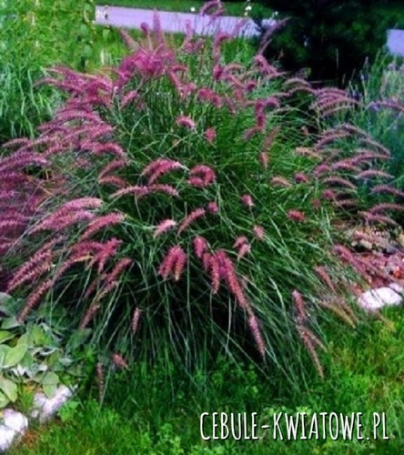 Rozplenica Karley Rose 1 szt.