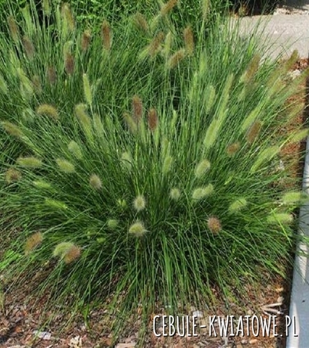 Rozplenica Japońska Little Bunny 1 szt.