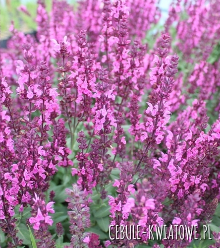 Szałwia Omszona Pink Field 1 szt.
