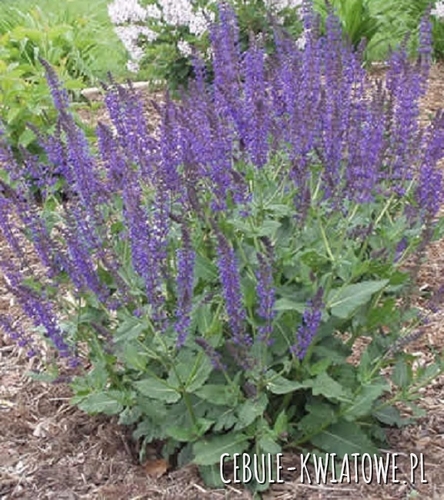 Szałwia Omszona Night Field 1 szt.