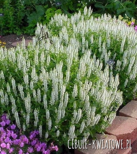 Szałwia Omszona Snow Hill 1 szt.