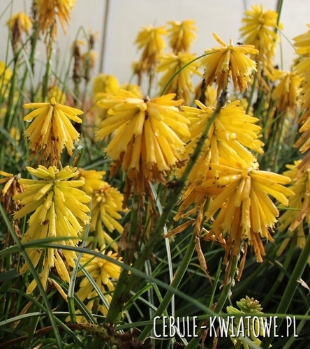Kniphofia-Trytoma Banana Popsicle Doniczka 1 szt.