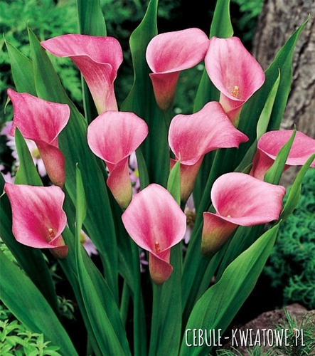 Zantedeschia Kalla Różowa 1 szt.